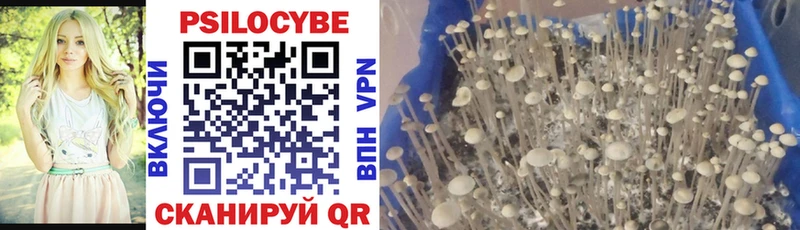 Галлюциногенные грибы Psilocybine cubensis  Рошаль 